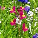 Linaria maroccana Цветок