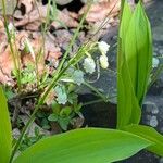 Convallaria pseudomajalis Blüte