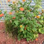 Tithonia rotundifolia Floare