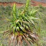 Dracophyllum verticillatum ᱥᱟᱠᱟᱢ