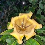 Solandra maxima Blüte
