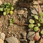 Bellium bellidioides Leaf