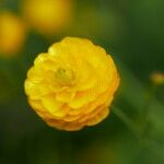 Ranunculus acrisЦветок