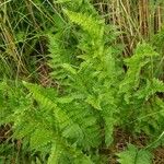 Dryopteris cristata List