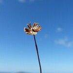 Pytinicarpa neocaledonica Цветок