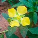 Ludwigia peruviana 花
