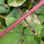 Rubus vestitus Rinde