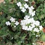 Verbena × hybrida Outro