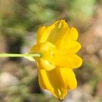 Hypecoum imberbe ফুল