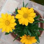 Gazania rigensFlower