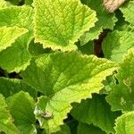 Campanula alliariifolia Leaf