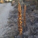 Orobanche rapum-genistae Frukt