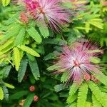 Calliandra selloi List