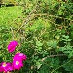 Rosa centifolia 整株植物