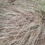 Eragrostis curvula 葉