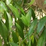 Cocculus laurifolius Leaf