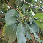 Morinda citrifolia Плод