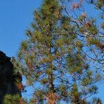 Pinus attenuata অভ্যাস