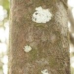 Elvasia elvasioides Bark