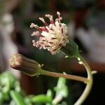 Dendrophorbium peregrinum Λουλούδι