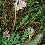 Astragalus leontinus Habit