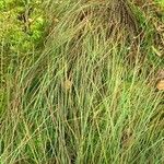 Carex globularis برگ