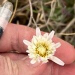 Pinaropappus roseus Flower