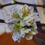 Prunus salicina Цветок