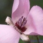 Calochortus splendens Flower