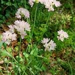 Allium roseum Blomst