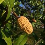 Magnolia grandiflora Ffrwyth