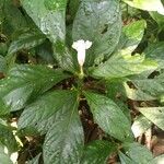 Ruellia tubiflora Floare