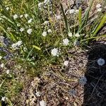 Teesdalia nudicaulis 花