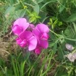 Lathyrus latifolius Žiedas