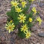 Senecio bahioides Flor