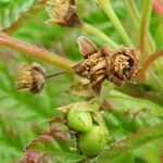 Rubus saxatilis 果