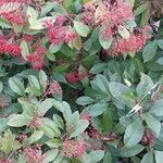 Photinia fraseri 整株植物