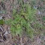 Asplenium cuneifolium Hábito