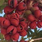 Sterculia foetida Fruit