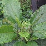 Solanum mauritianum Leaf