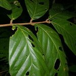 Guarea macrophylla Листок