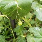 Solanum capsicoides Plod