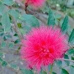 Calliandra haematocephala Flor