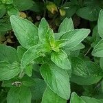 Origanum majorana पत्ता