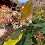 Photinia × fraseri Цветок