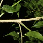 Casearia sylvestris 樹皮