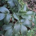 Helleborus argutifoliusBlad