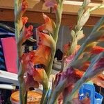 Gladiolus communisFleur