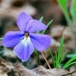 Viola pedata Virág