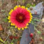 Gaillardia pulchella花